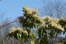 Image of fetterbush