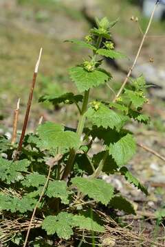 Imagem de Scrophularia vernalis L.