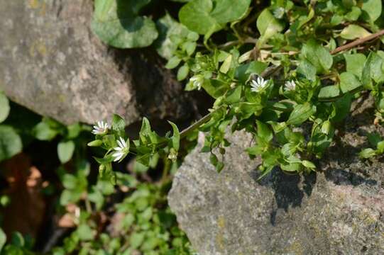 Image of Stellaria