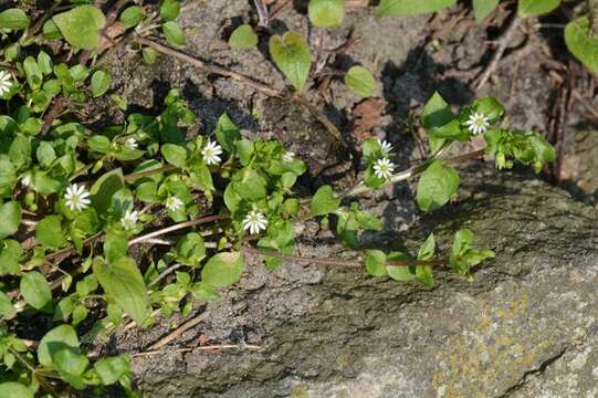 Image of Stellaria