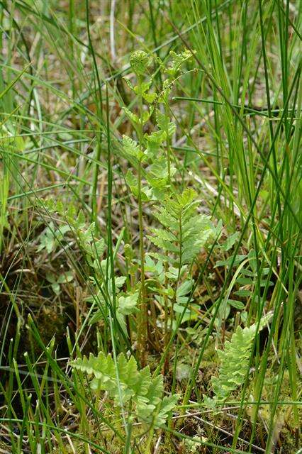 Image of crested buckler-fern