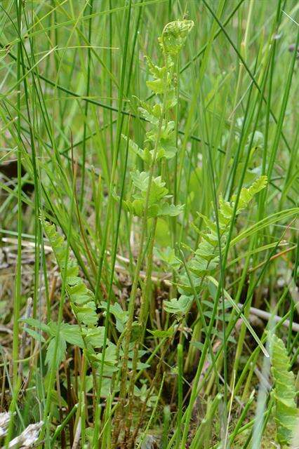 Image of crested buckler-fern