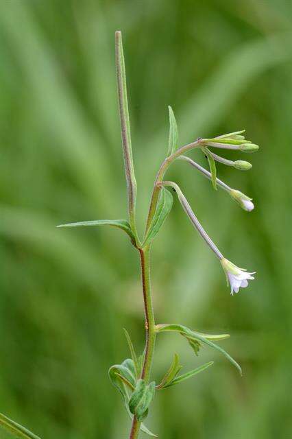 Image of marsh willowherb