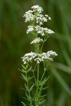 Image of bedstraw