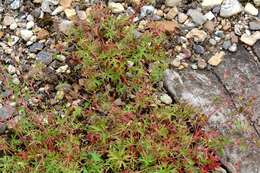 Plancia ëd Geranium columbinum L.