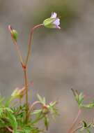 Plancia ëd Geranium columbinum L.