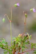 Plancia ëd Geranium columbinum L.