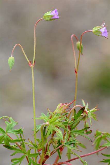 Plancia ëd Geranium columbinum L.