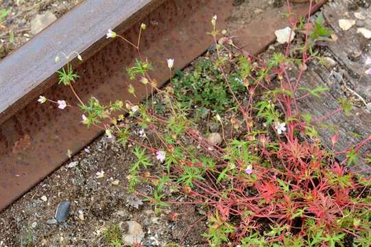 Imagem de Geranium columbinum L.