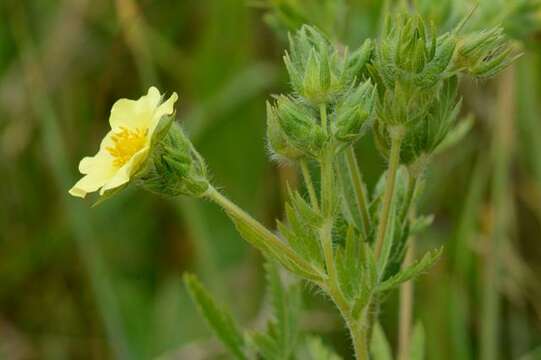 Image of cinquefoil