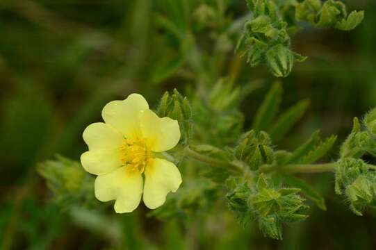 Image of cinquefoil