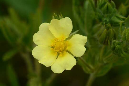 Image of cinquefoil