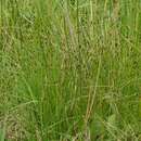 Image of Brown Bog-rush