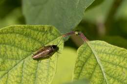 Image of german cockroach family