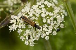 Image of <i>Oedemera femorata</i>