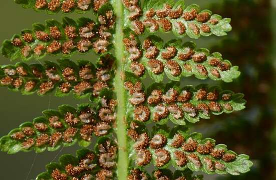 Image of <i>Athyrium filix-femina</i>