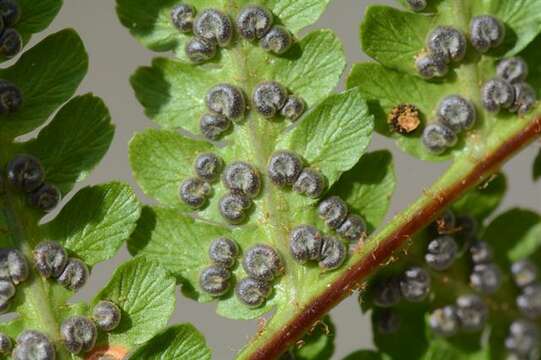 Image of Dryopteris caucasica (A. Br.) Fraser-Jenkins & Corley