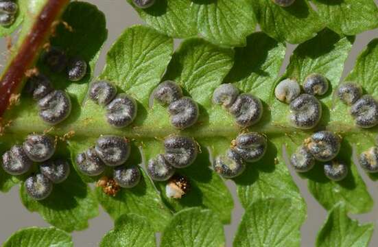 Image of Dryopteris caucasica (A. Br.) Fraser-Jenkins & Corley