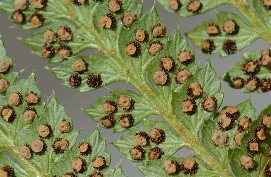 Слика од Polystichum
