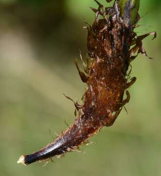 Image of <i>Athyrium filix-femina</i>