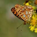 Image of Queen of Spain Fritillary