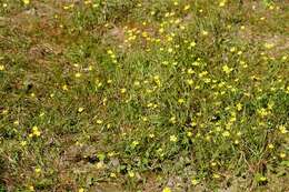 Image of Lesser Spearwort