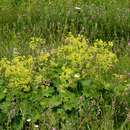 Plancia ëd Alchemilla mollis (Buser) Rothm.