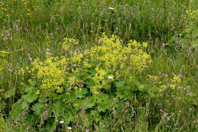 Image of lady's mantle