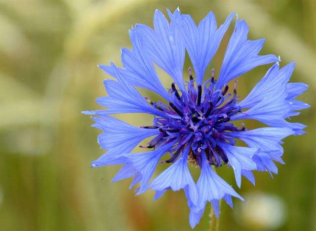 Image of knapweed