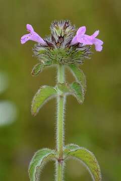 Image of clinopodium