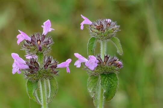 Image of clinopodium