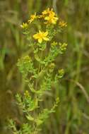 Image of St John's-wort