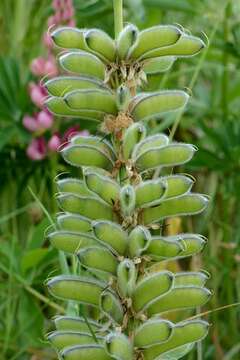 Image of Lupin