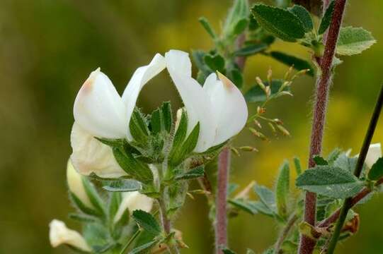 Image of spiny restharrow