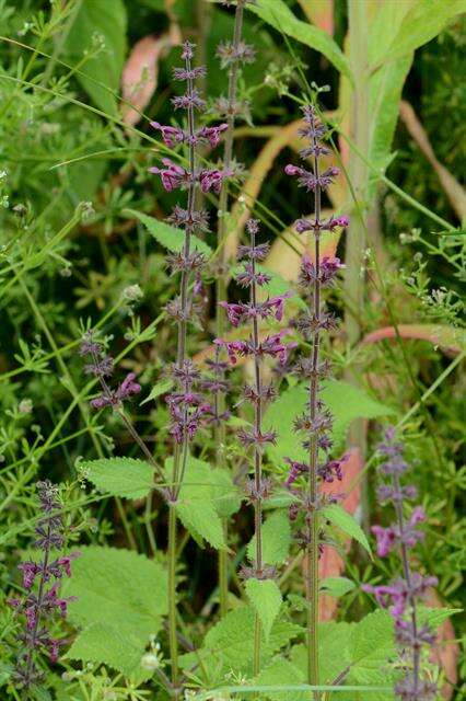 Image of hedge nettle