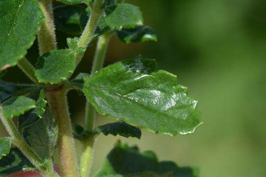 Слика од Teucrium