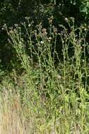 Image of plumeless thistle