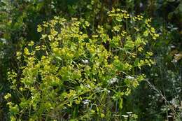 Imagem de Euphorbia esula L.
