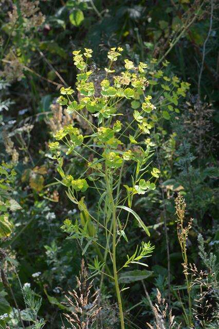 Image of leafy spurge