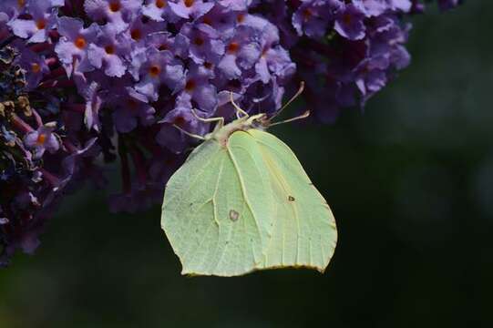 Image of Brimstones