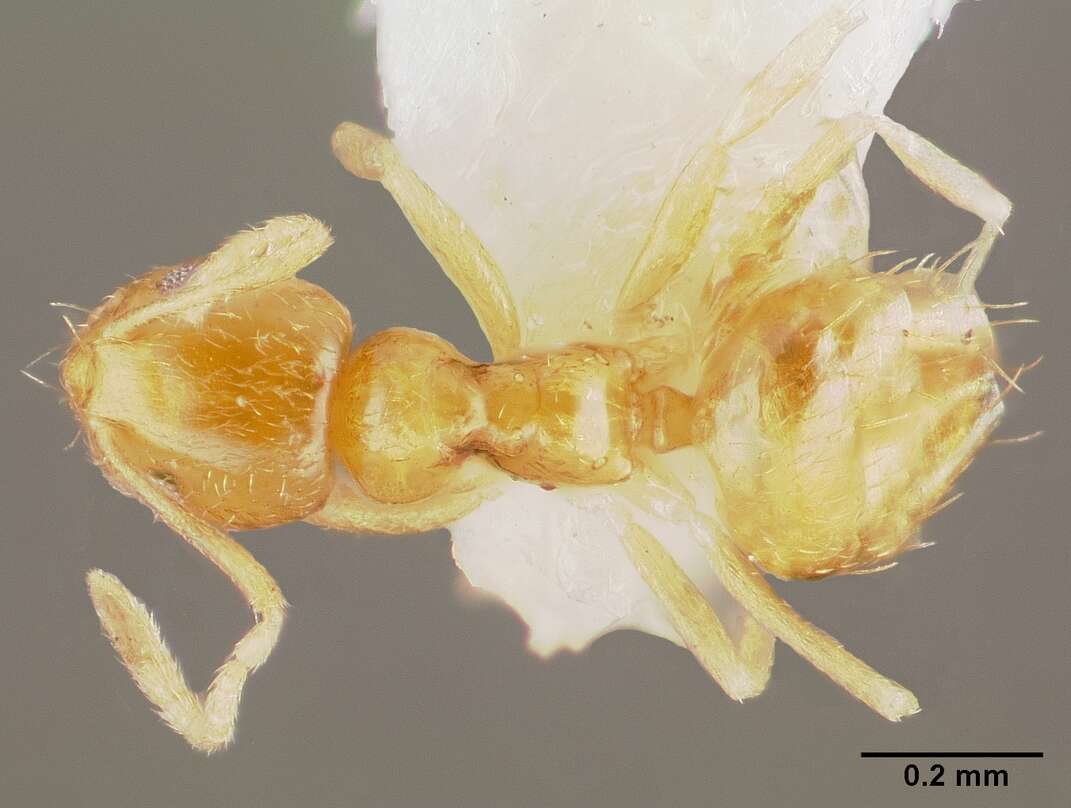 Image of Little yellow ant