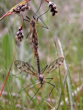 Image of Tipula (Pterelachisus) varipennis Meigen 1818