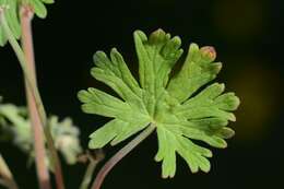 Image of geranium