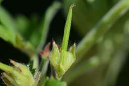 Image of geranium