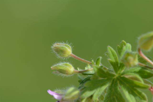 Image of geranium