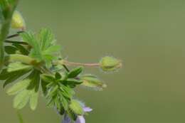 Image of geranium