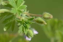 Image of geranium