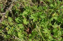 Image of geranium