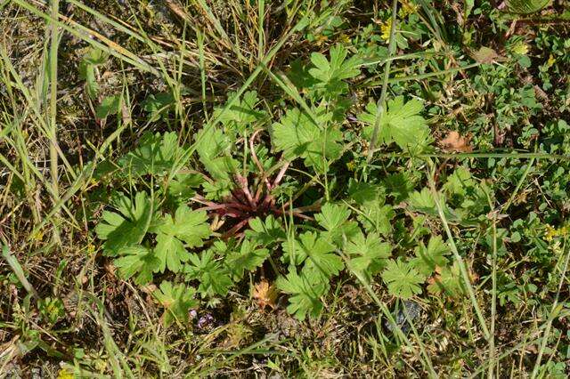 Image of geranium