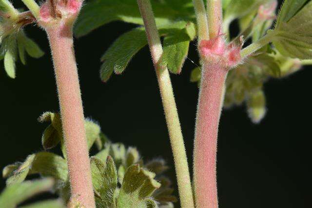 Image of geranium